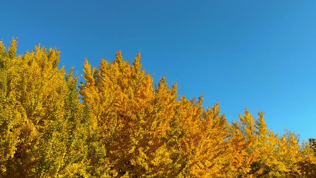 JAPAN LANDSCAPE_Japanese beautiful autumn ginkyo leaves with blue sky