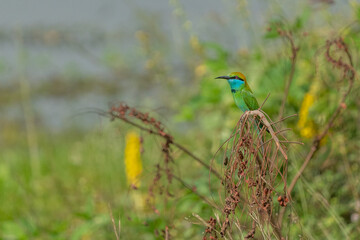 The Green Bee Eater
