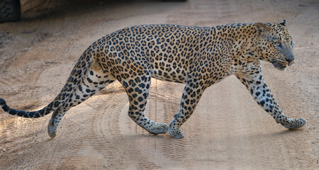 Fototapeta premium Male Leopard