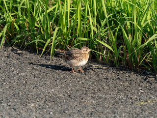 八尾空港に住み着いたヒバリ