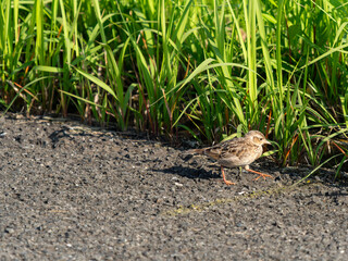 八尾空港に住み着いたヒバリ