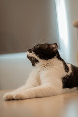 Close up scottish fold short black and white hair. 