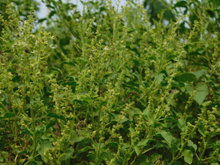 Basil Ocimum tenuiflorum Plots Family: Lamiaceae. Superior species: Genus Basil - Basil Species: O. tenuiflorum Class: Species Category: Magnoliophyta