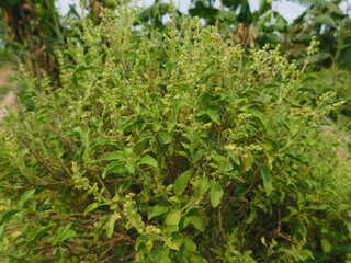 Obraz premium Basil Ocimum tenuiflorum Plots Family: Lamiaceae. Superior species: Genus Basil - Basil Species: O. tenuiflorum Class: Species Category: Magnoliophyta