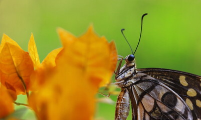 lime butterfly or lemon butterfly (papilio demoleus) also known as chequered swallowtail, on bougainvillea, sucking nectar and pollinating the flower