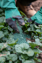 Farmer spreading fertilizer on lush green field, nurturing crops for bountiful harvest.