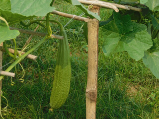 luffa acutangular, Cucurbitaceae green vegetable fresh in garden on nature background
