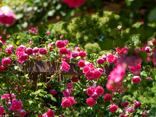 満開の薔薇が咲く薔薇園の風景