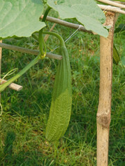 luffa acutangular, Cucurbitaceae green vegetable fresh in garden on nature background