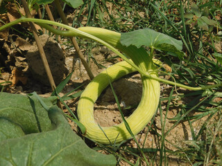 Armenian long cucumber (Cucumis melo var. flexuosus) in a vegetable garden on the terrace.