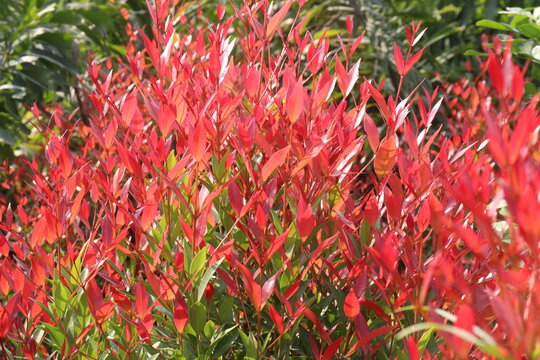 Leucothoe axillaris Little Flames plant on nursery