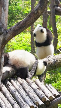 giant panda bear family together, mother panda with two young lovely cubs in the woods at Chengdu China