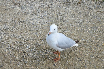 Larus canus, sea mew by the sea.