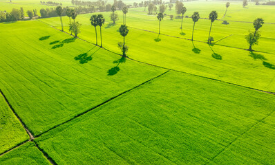Aerial view of green rice field. Above view of agricultural field. Rice plants. Natural pattern of green rice farm. Nature landscape. Sustainable agriculture. Carbon neutrality. Green environment.