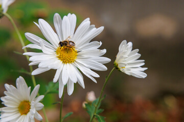 A bee is on a white flower