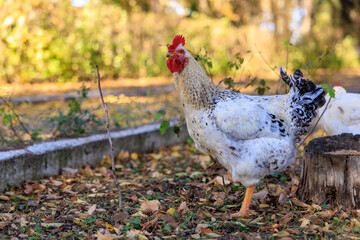 A white chicken is standing in a yard with leaves on the ground