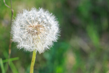 Fototapeta premium A close up of a white flower with a green background