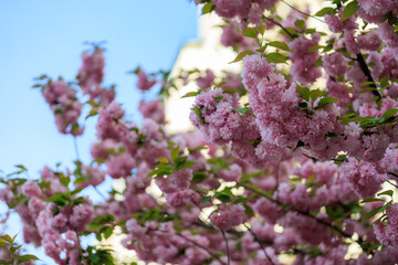 Pink flowers on a tree with a blue sky in the background