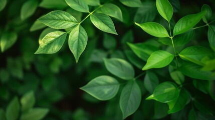 Nature of green leaf in garden at summer Natural green leaves plants using as spring background cover page greenery environment ecology wallpaper : Generative AI