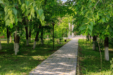 A path through a park with trees and a bench