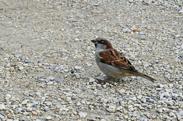 Passer domesticus on the ground