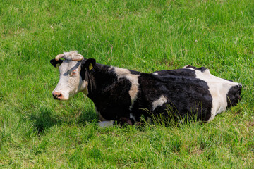 A cow is laying down in a field of grass