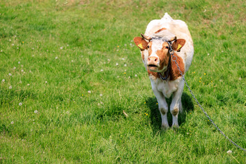 A cow is standing in a field with a chain around its neck