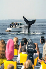 Travelers enjoying responsible whale watching tour, conservation efforts and ethical wildlife tourism.