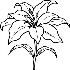 Amaryllis Flower outline illustration coloring book page design, Amaryllis Flower black and white line art drawing coloring book pages for children and adults
