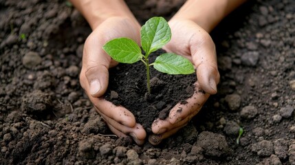 Capture the captivating image of hands gently cradling a young sapling against the backdrop of rich soil ready to be planted in the garden