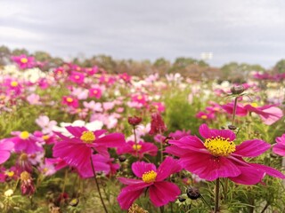 Obraz premium Nabana No Sato Flowers