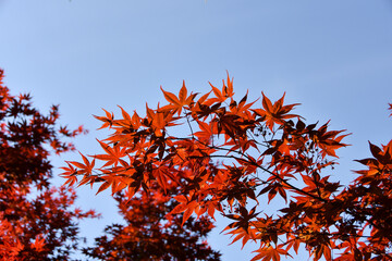 青空と紅葉したモミジの葉