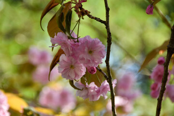 春の光に照らされるカンザンの花