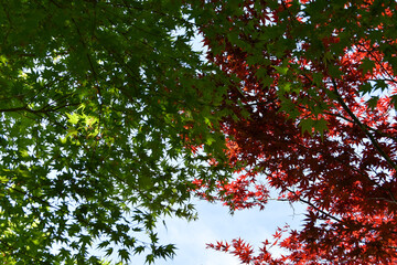 青空と紅葉したモミジの葉