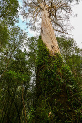 Fototapeta premium Great Otway National Park in Melbourne VIC, Australia