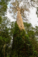 Fototapeta premium Great Otway National Park in Melbourne VIC, Australia