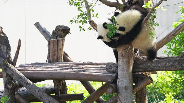 two lovely giant panada bear cubs playing together outdoor at Chengdu Research Base of Giant Panda Breeding