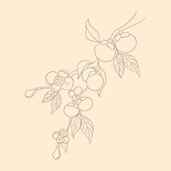 Line art branch of mangosteen tree with full of mangosteen fruits and flower. Purple and green mangosteen.Tropical fruit, Summer Asian fruit hand drawing vector illustration. Realistic fruits.