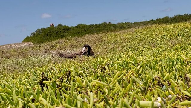 booby bird in green grass, take care nest, pan right beautiful landscape, Los Roques Archipelago