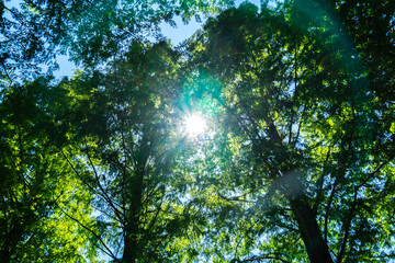 新緑のメタセコイア並木道