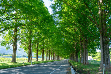 新緑のメタセコイア並木道
