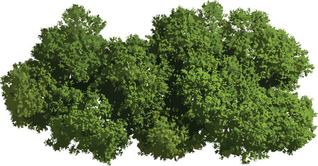 Aerial View of Lush Jungle Trees on Transparent Background, 3D Rendering PNG