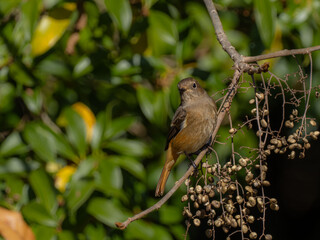 ハゼの実を食べにきたジョウビタキの雌