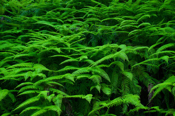 奄美の森、シダの森、原始の森、