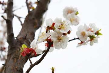 apricot blossom flowers, Spring blossoms, apricot blossom, apricot tree in garden, Blooming fruit tree. Spring flowering of trees. apricot tree flower closeup