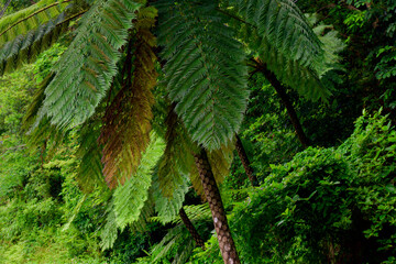 奄美の森、シダの森、原始の森、