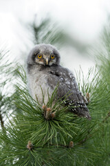 Juvenile  young Northern hawk-owl   (Surnia ulula) on a branch.     