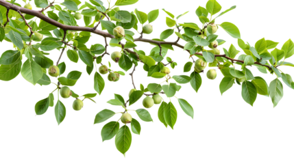 Walnuts fruits green tree branch isolated on transparent background