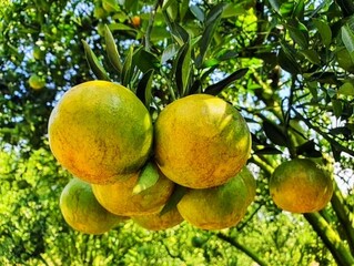 Pictured are ripe oranges from an orange tree growing at high altitude. Pictured are ripe oranges from an orange tree grown at high altitude in northern Thailand. The orange's skin is rough and has a 