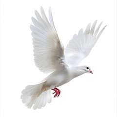 Obraz premium A free flying white dove isolated on white background. Can be used as a symbol of peace, love, and purity.